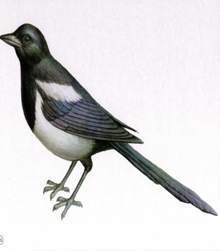 http://dasha46.narod.ru/Encyclopedic_Knowledge/Biology/Animals/Birds/2/Soroka1.jpg